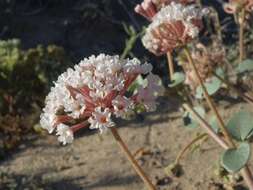 Image of transmontane sand verbena