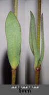 Image of purging flax, fairy flax