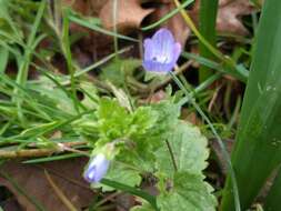 Image of birdeye speedwell