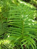 Image of Hottentot Fern