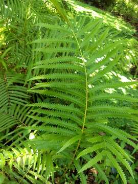 Image of Hottentot Fern