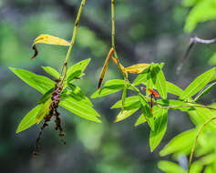 Image of Veronica stricta Banks & Soland. ex Benth.