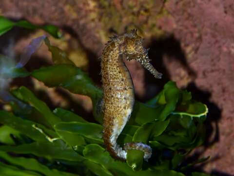 Image of Barbour's Seahorse