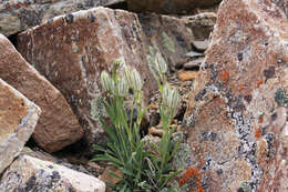 Image of Catchfly