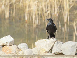 Image of Eastern Carrion Crow