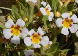 Image of Death Valley monkeyflower