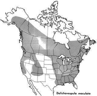 Image of Bald-faced Hornet