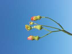 Image of smooth hawksbeard