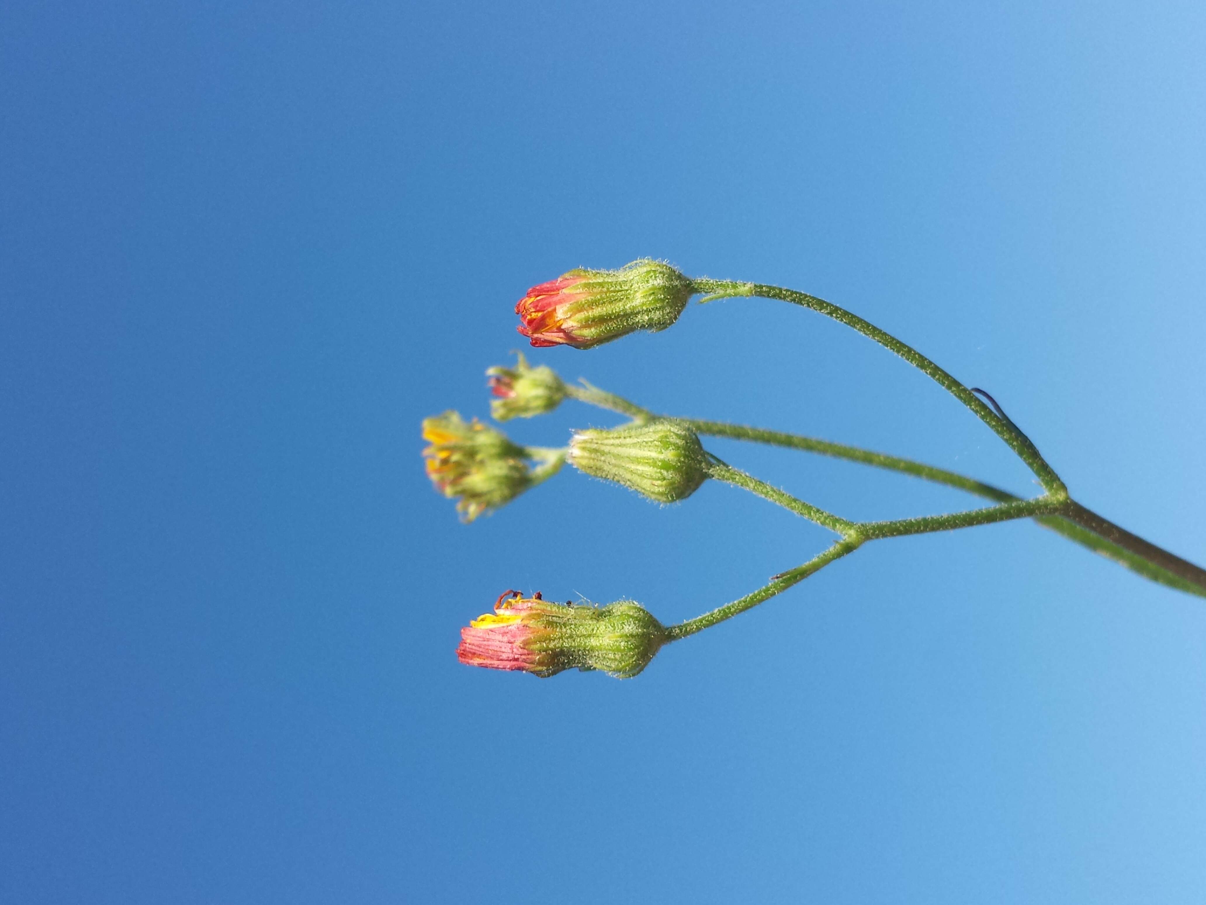 Image of smooth hawksbeard