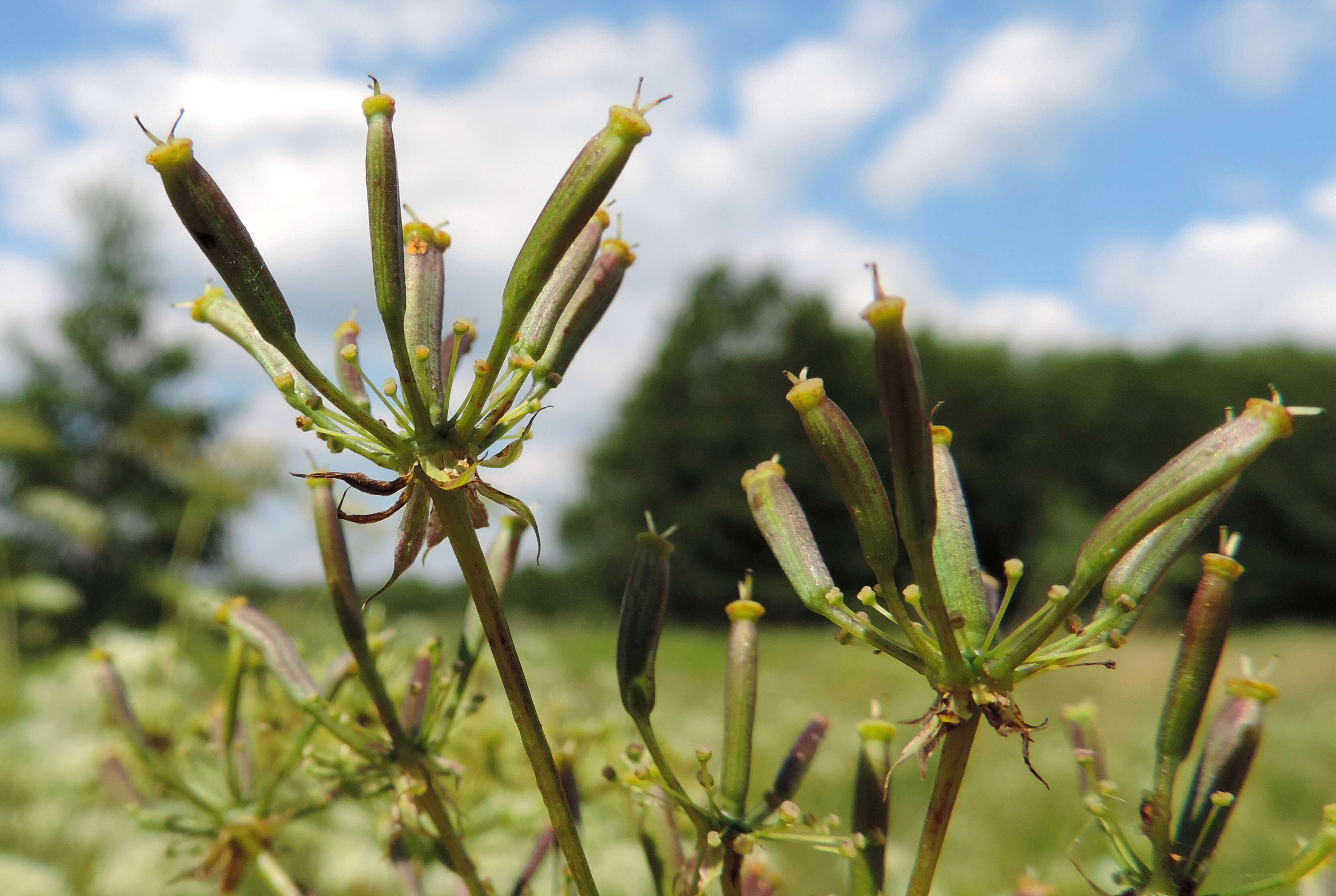 Imagem de Chaerophyllum aromaticum L.