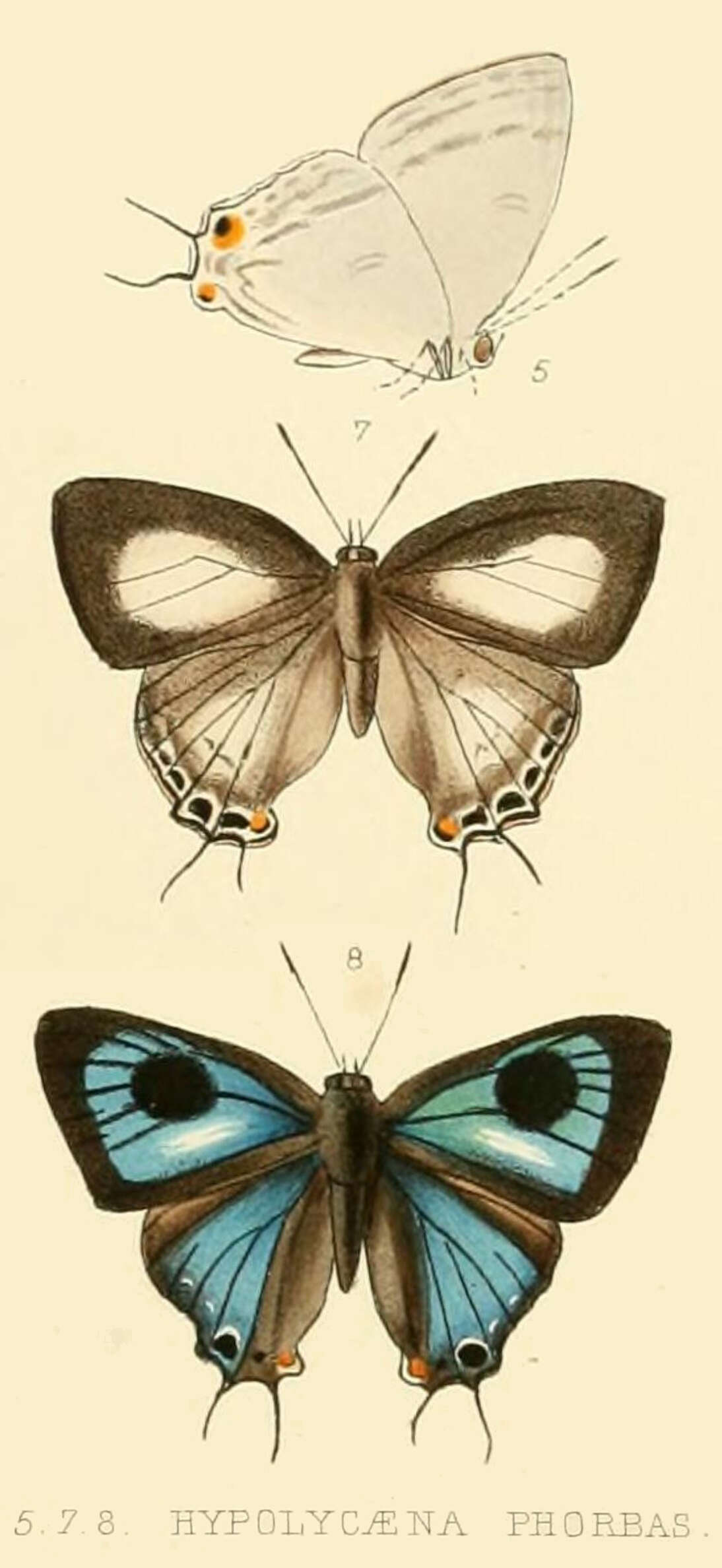 Image of Hypolycaena phorbas (Fabricius 1793)