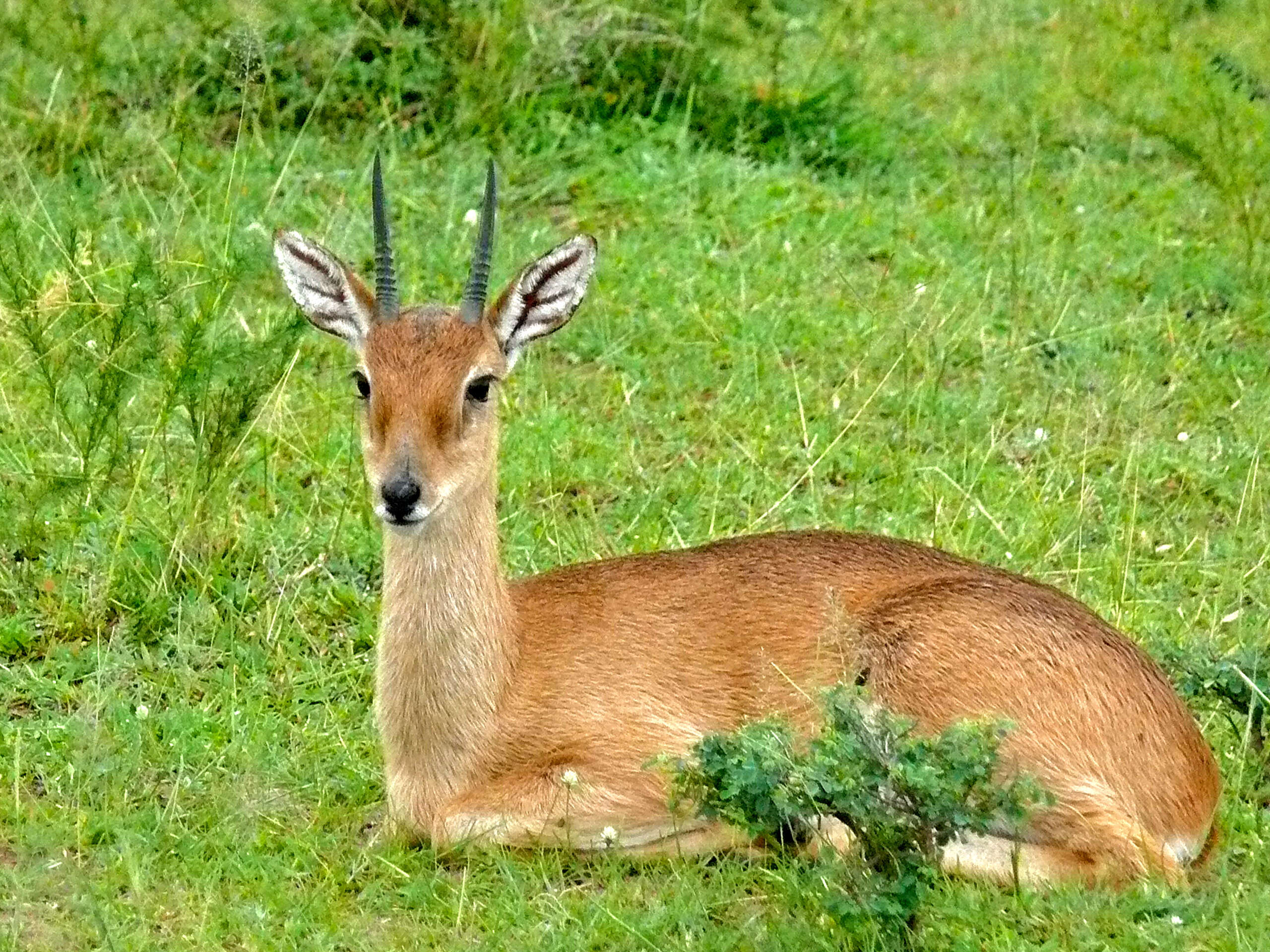 Image of Ourebia Laurillard 1842