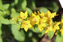 Слика од Lysimachia punctata L.