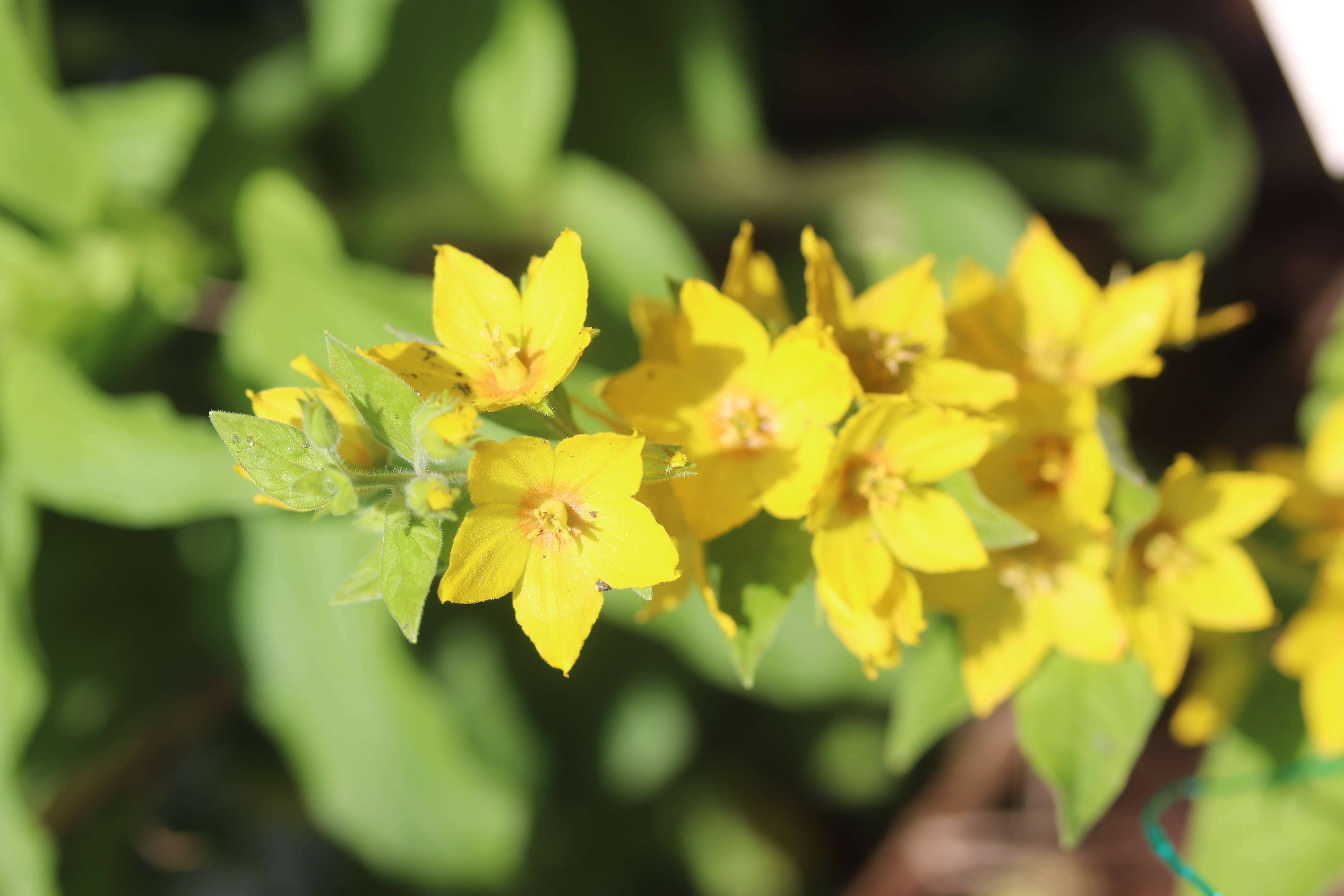 Слика од Lysimachia punctata L.