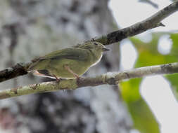 Chiroxiphia pareola (Linnaeus 1766) resmi