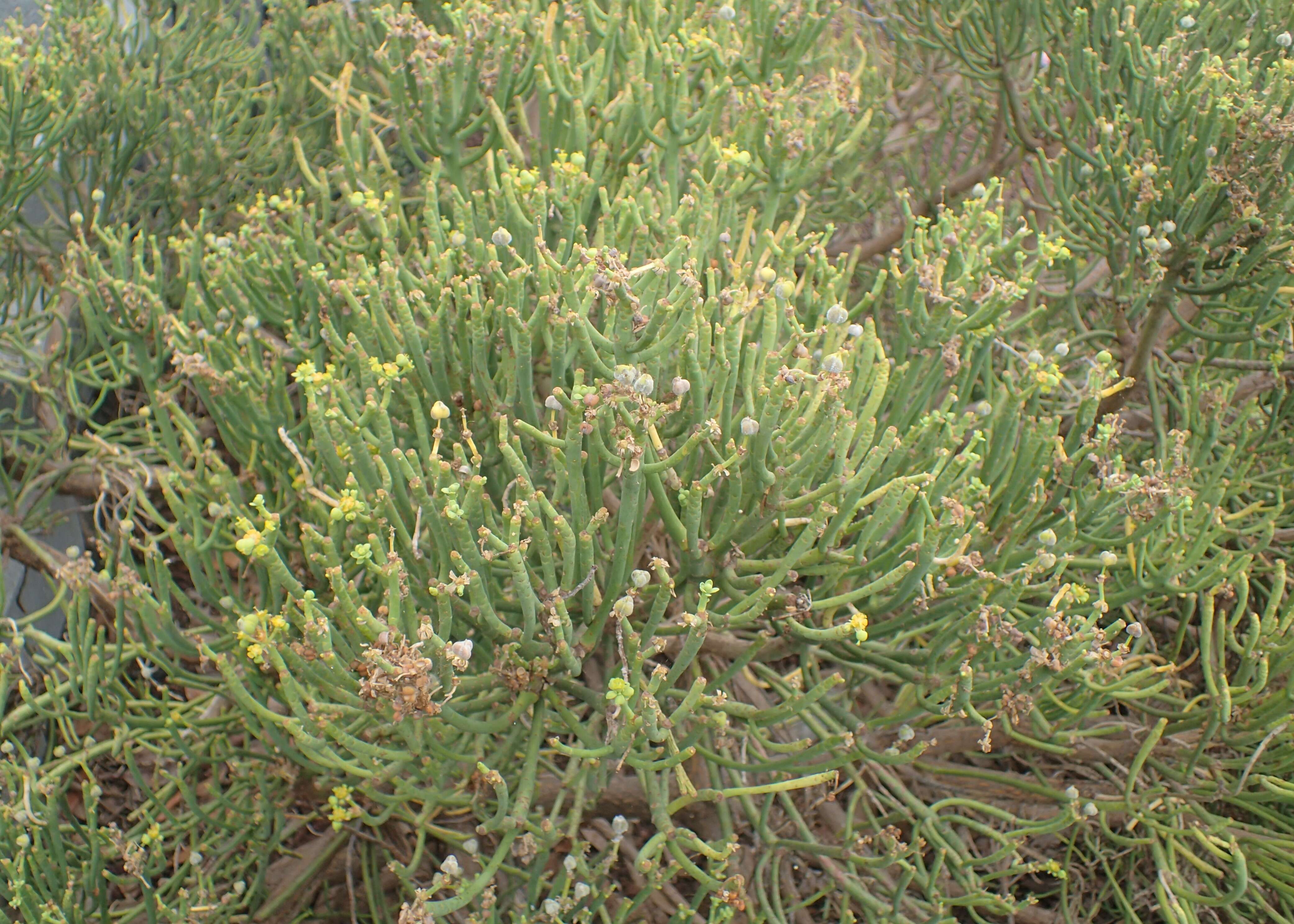 Слика од Euphorbia aphylla Brouss. ex Willd.