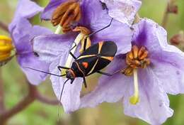 Image of plant bugs