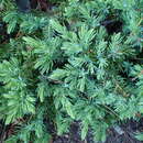 Sivun Juniperus taxifolia Hook. & Arn. kuva