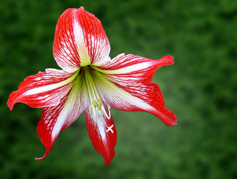 Image de Hippeastrum correiense (Bury) Worsley