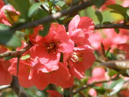 Image of flowering quince