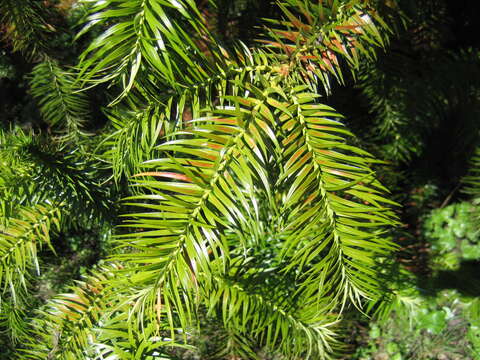 Image of Cunninghamia