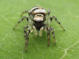 Image of Zebra spider