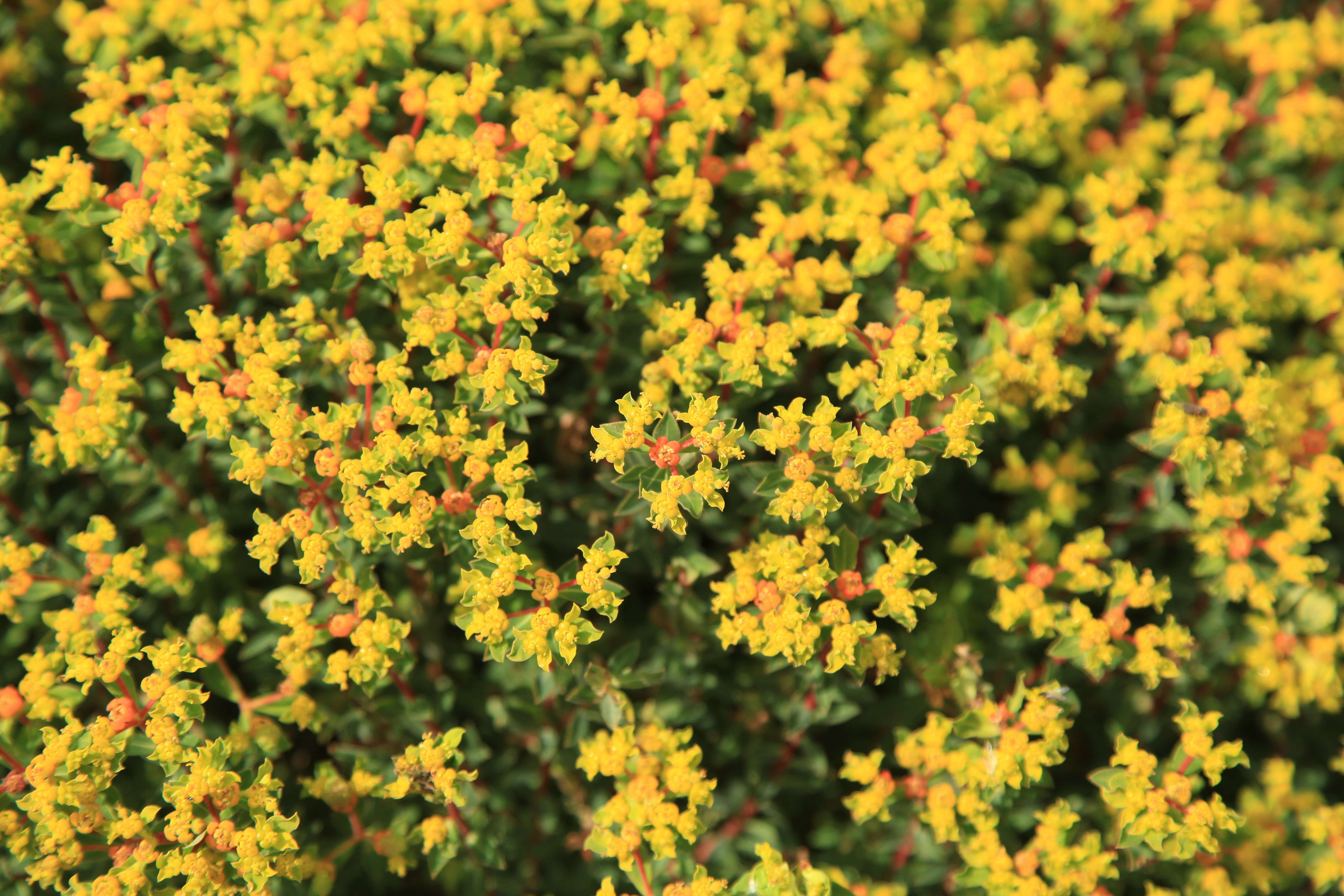 Imagem de Euphorbia melitensis Parl.