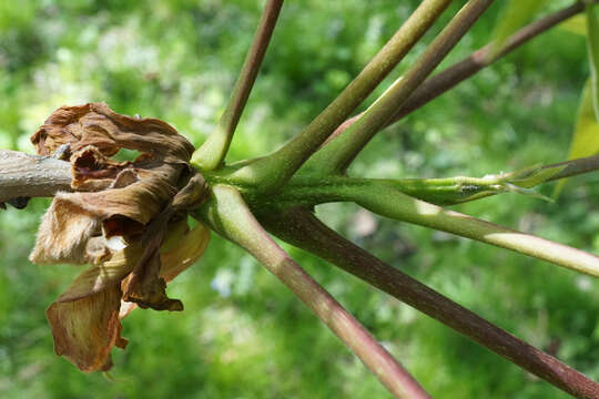 Image of shellbark hickory