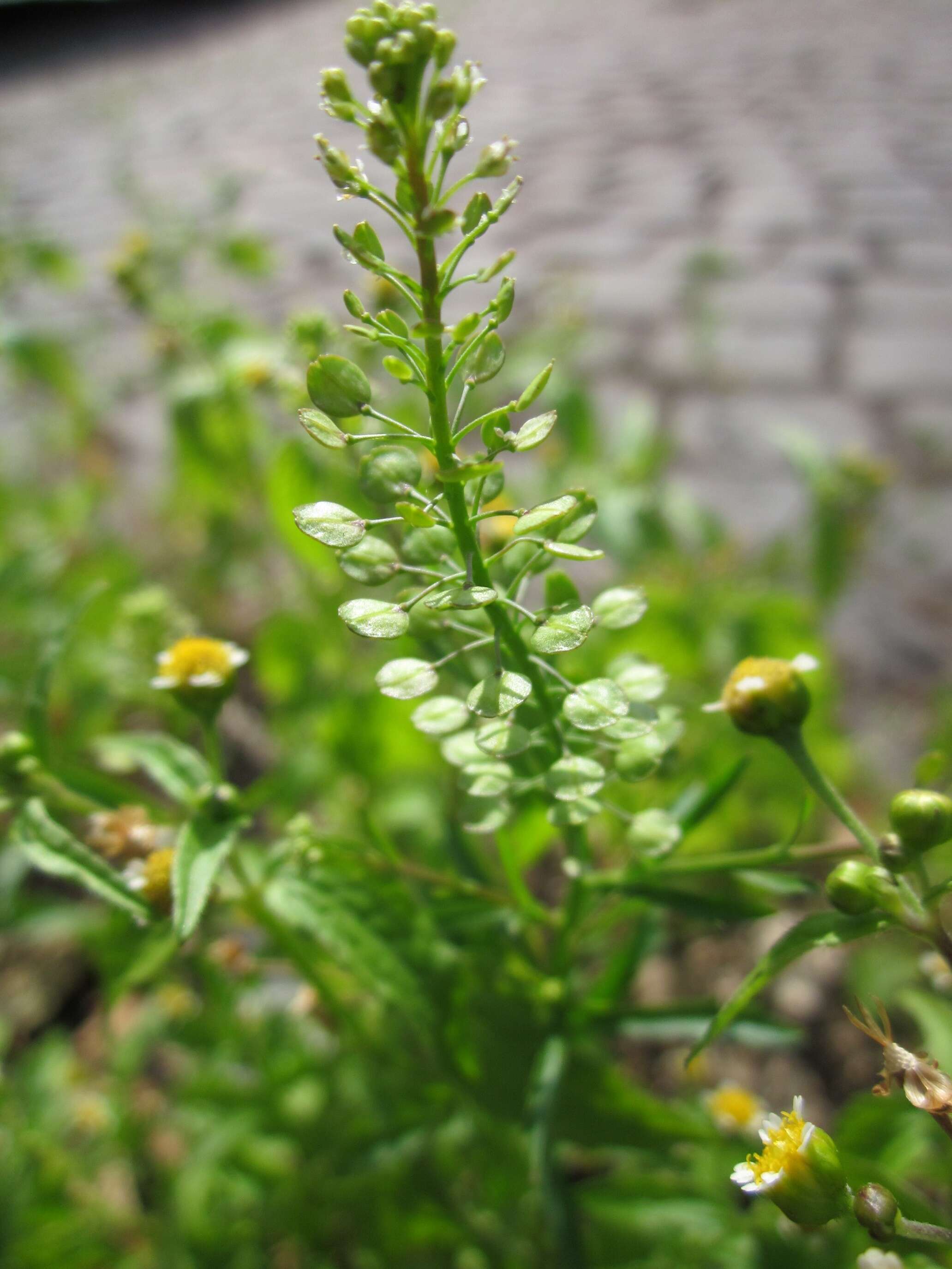 Image of Virginia pepperweed