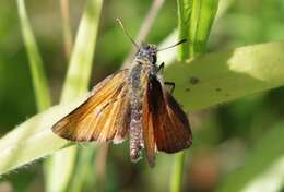 Image of small skipper