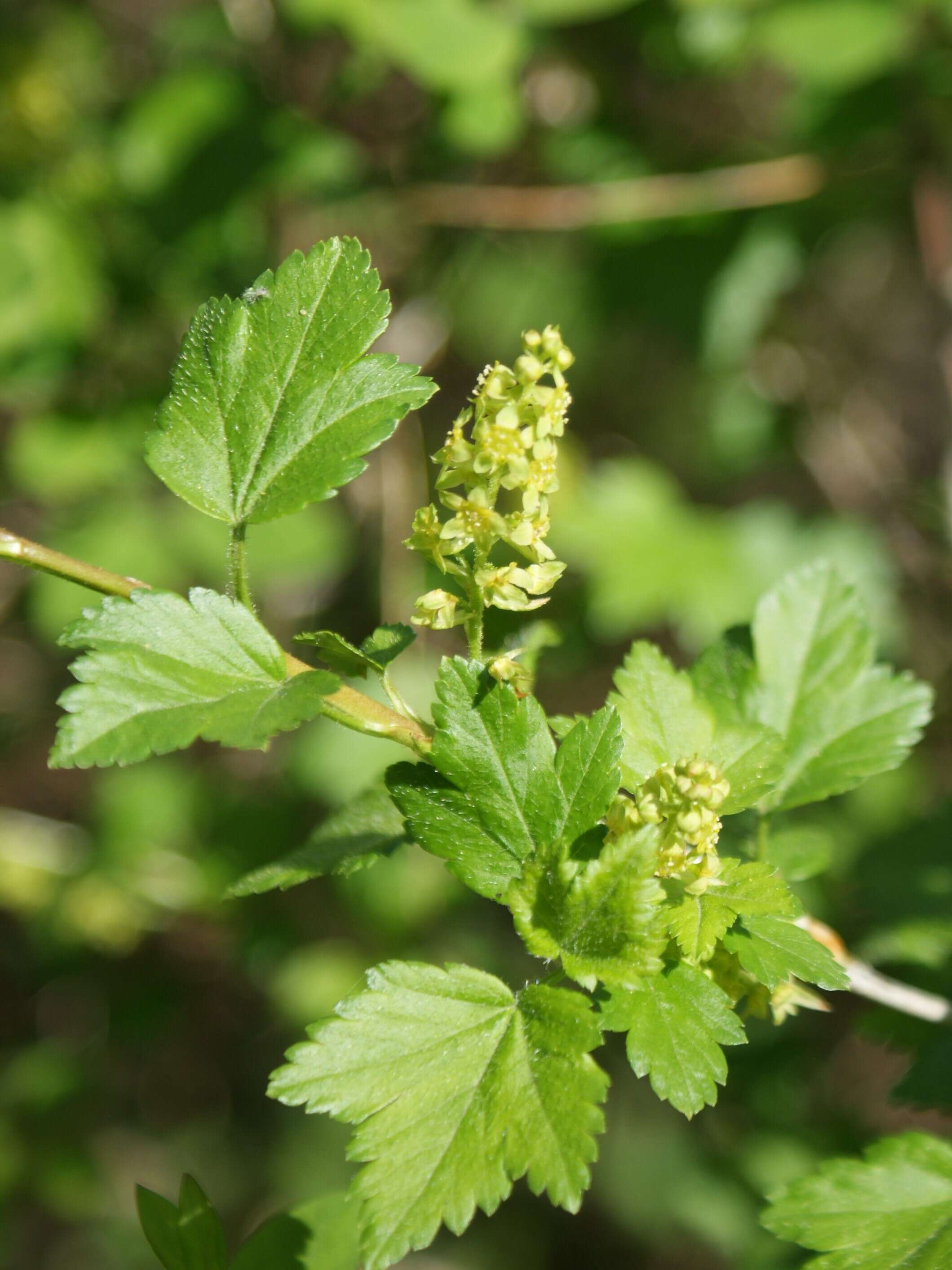 Image of Mountain Currant