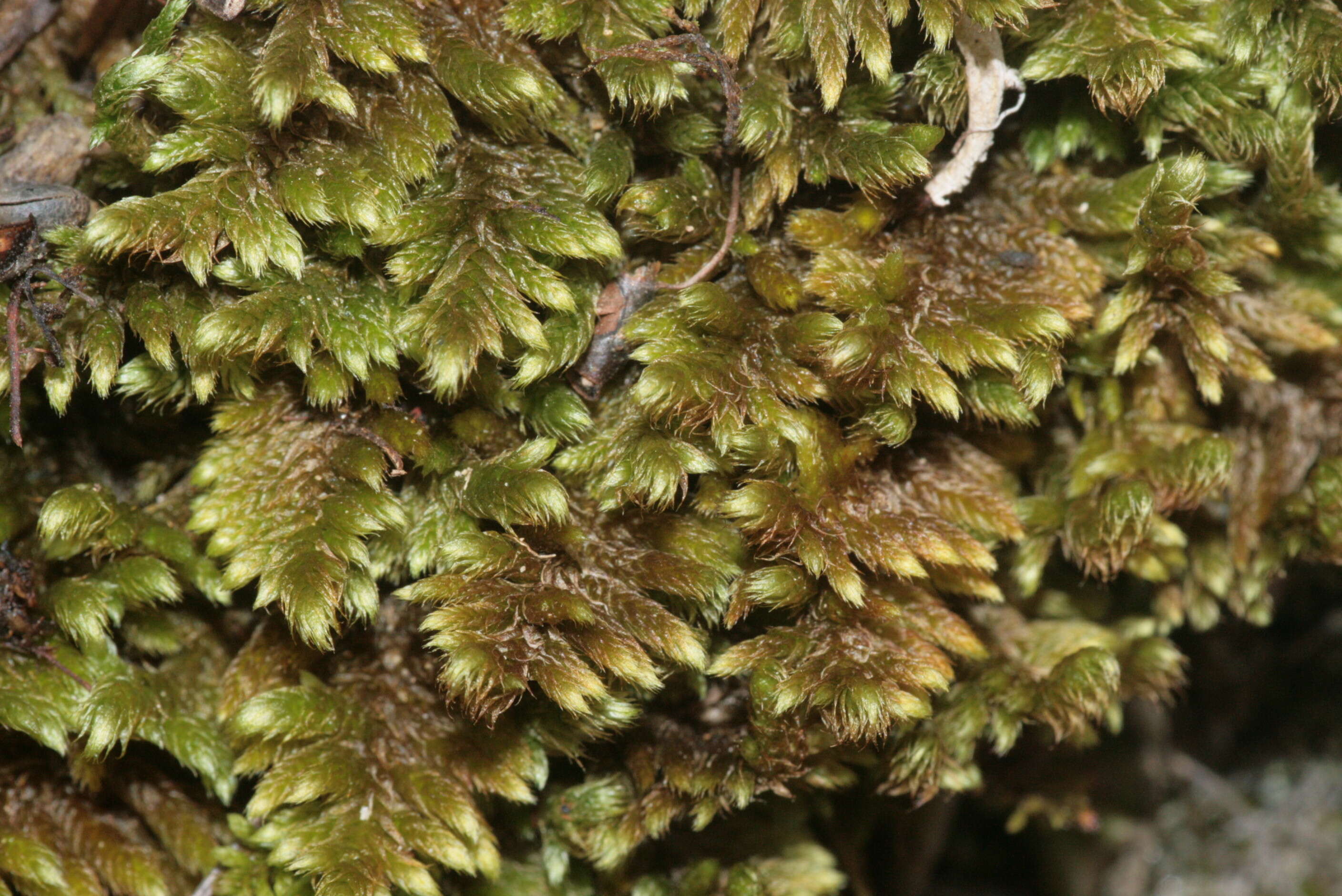 Image of rhytidium moss