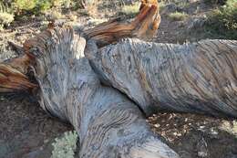 Image of Great Basin bristlecone pine