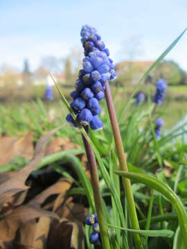 Image of Armenian grape hyacinth