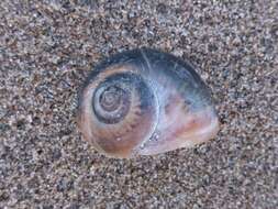 Image of European necklace shell