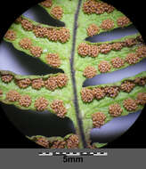 Image of scented oakfern