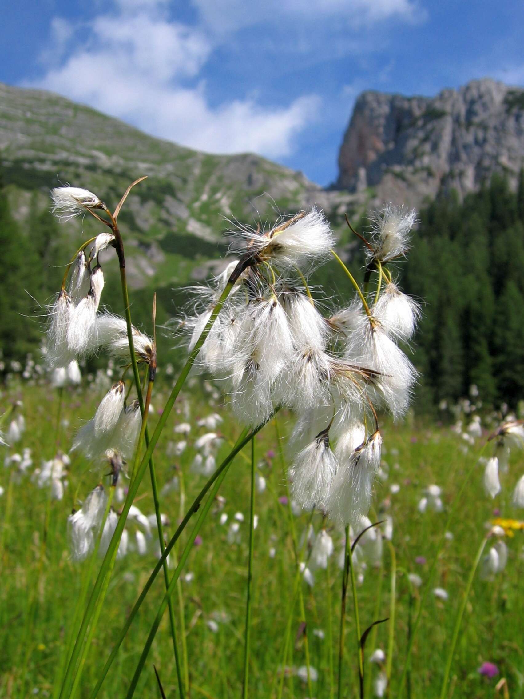 Image of common cottongrass