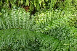 Image of angiopteris fern