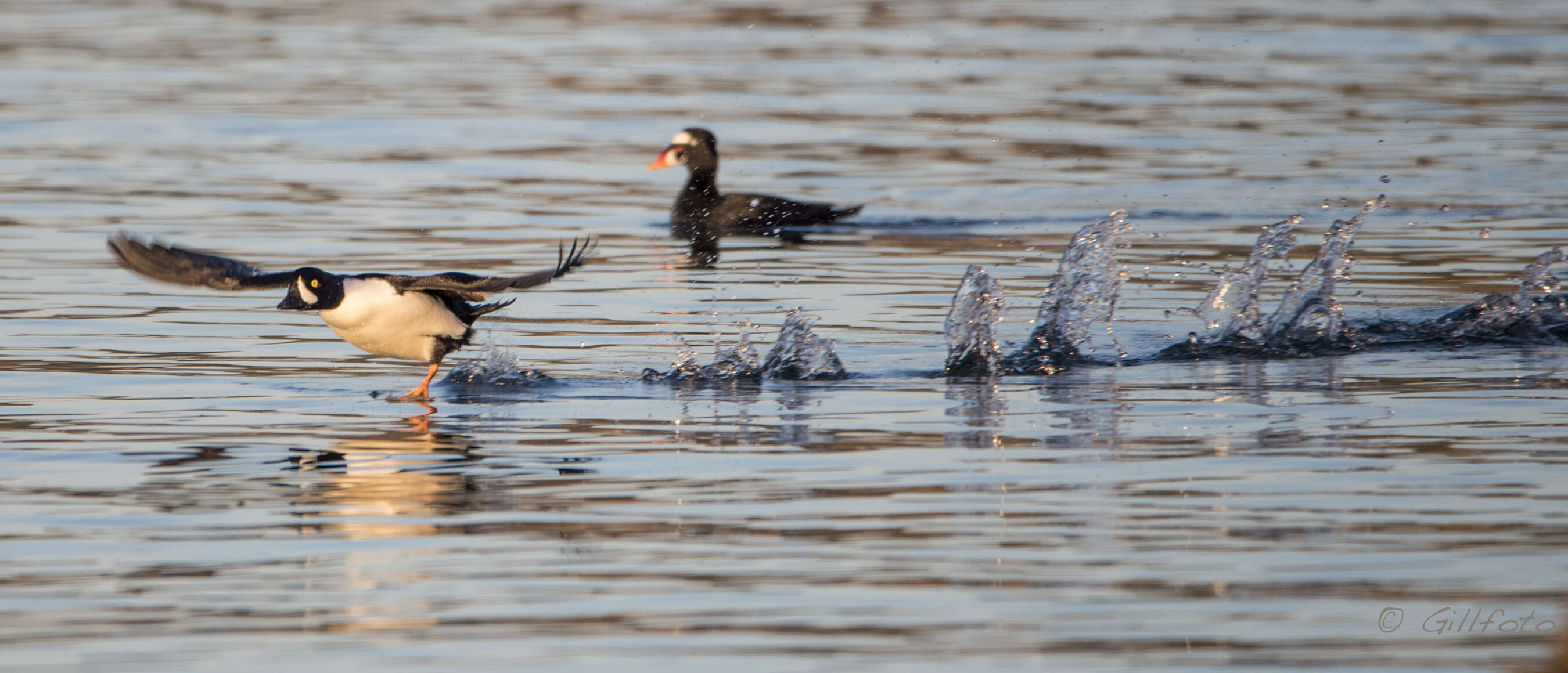 Image of scoter