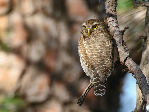 Image of Asian Barred Owlet