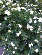 Image of dog rose