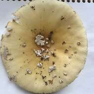 Image of gemmed Amanita