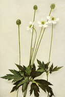 Image of tall thimbleweed