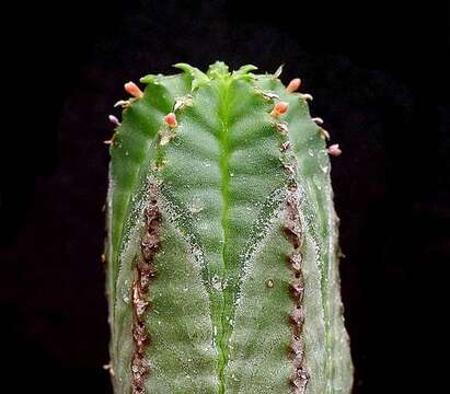 Слика од Euphorbia nesemannii R. A. Dyer