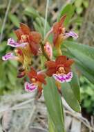 Image of Vanda flabellata (Rolfe ex Downie) Christenson