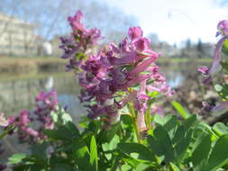 Image of bird-in-a-bush