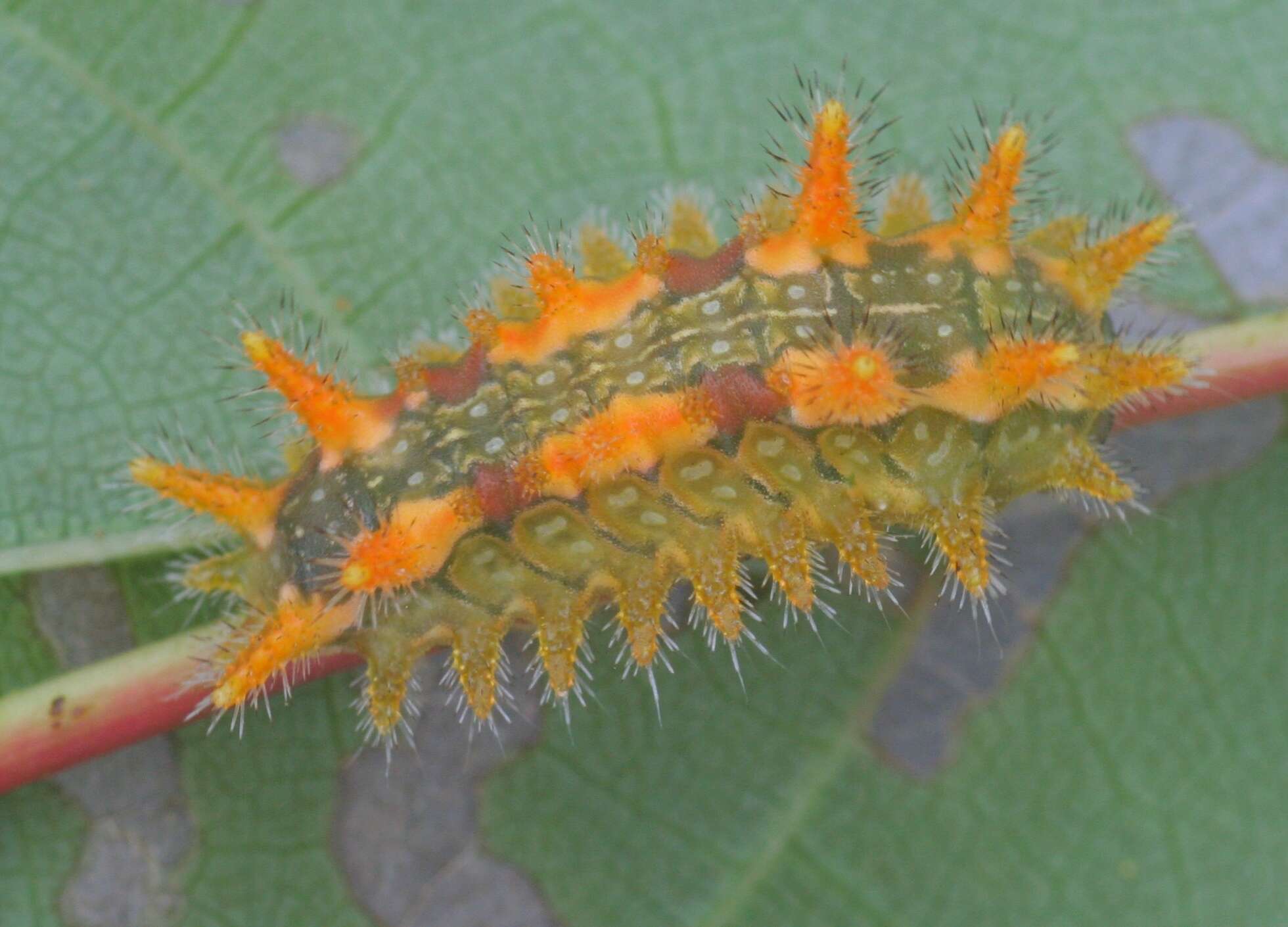 Image of Spiny Oak-Slug Moth