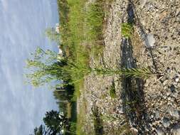 Image of Canadian Horseweed