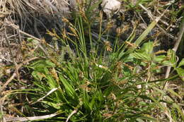 Image of Carex ornithopoda Willd.