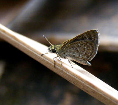 Image of Pygmy Scrub-hopper